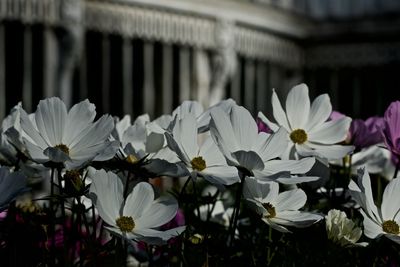 Close-up of flowers blooming outdoors