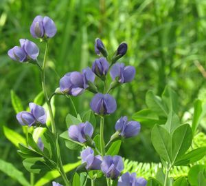 Close-up of purple flowering plants