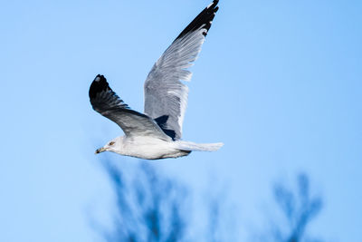 Low angle view of seagull against clear sky