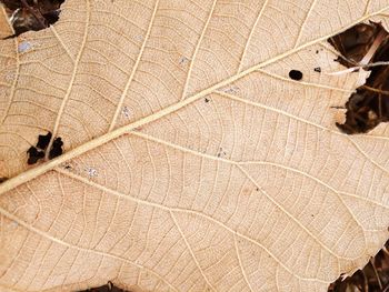 Full frame shot of leaf on plant