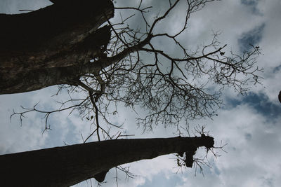 Low angle view of silhouette tree against sky