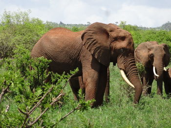 View of elephant on field