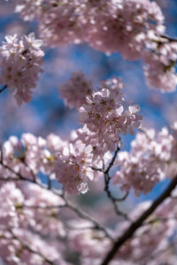 Close-up of cherry blossoms on tree