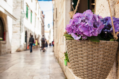 Flowers at the beginning of spring in the beautiful alleys of the old town of dubrovnik