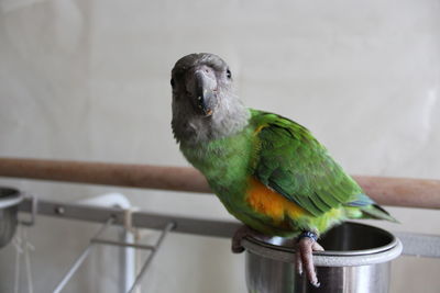 Close-up of parrot perching on metal