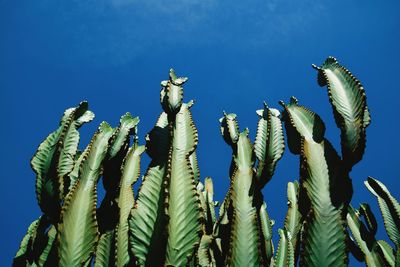 Low angle view of succulent plant against clear blue sky