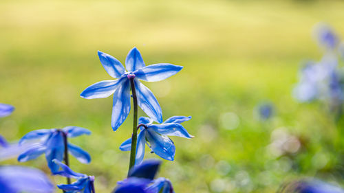 Close-up of purple flowering plant on field