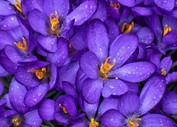 Crocus flowers