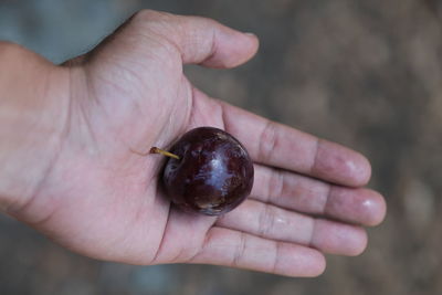 Close-up of hand holding apple