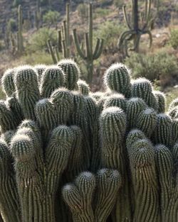 Close-up of plants
