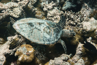 Close-up of turtle on rock