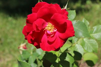 Close-up of red rose flower