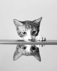 Portrait of cat looking at camera