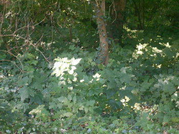 plant