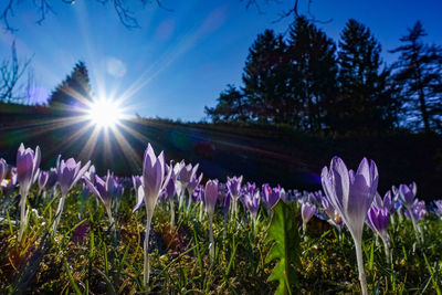 Close-up of purple crocus flowers on field