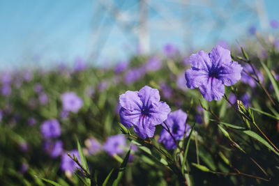 Close-up of purple flowering plant on field