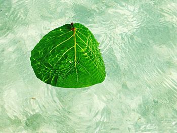 Close-up of leaf floating on water