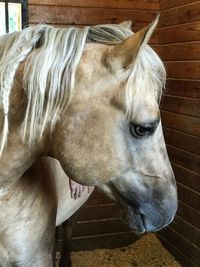 Close-up of horse