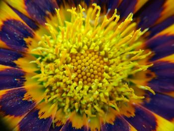 Close-up of sunflower