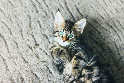 Small gray striped kitten maine coon several months lying on the floor and looking at camera