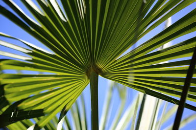 Close-up of palm tree