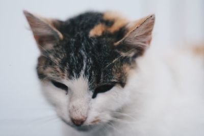 Close-up of a cat at home