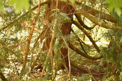 Low angle view of tree trunks in forest