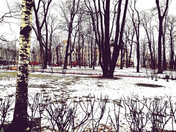 Bare trees on snow covered landscape