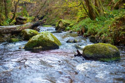 Stream flowing through rocks in forest