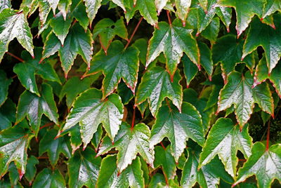 Full frame shot of leaves