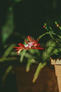 Close-up of red flowering plant