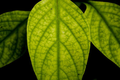 Close-up of green leaves