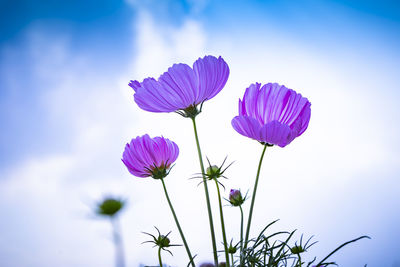 Close-up of pink flowering plant against blue sky