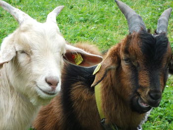 Sheep grazing on field