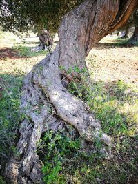 Close-up of tree trunk in field