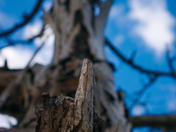 Close-up of tree trunk against blue sky