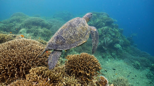 Sea turtle swimming underwater over corals. sea turtle moves its flippers in the ocean under water. 