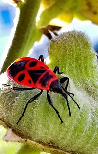 Close-up of butterfly on flower