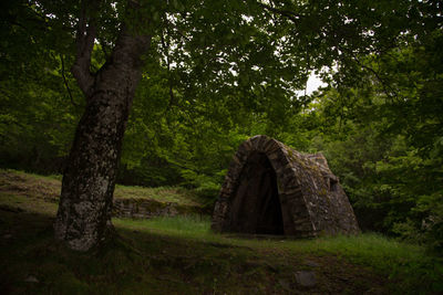 Old ruin tree in forest