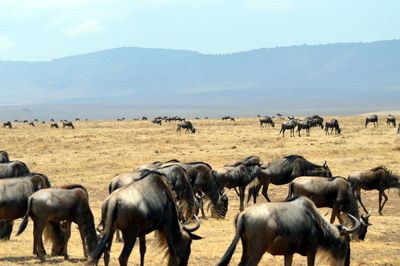 Herd of black wildebeest grazing on grassy field against sky