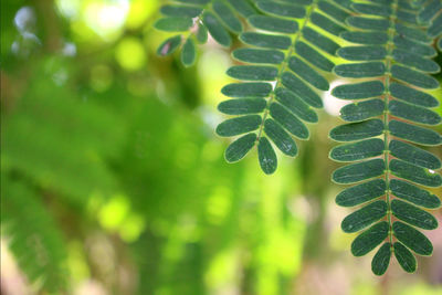 Close-up of raindrops on leaves