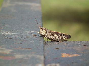 Close-up of grasshopper