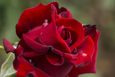 Close-up of red rose