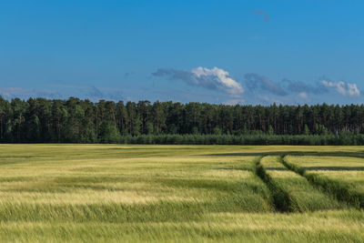 Wheat field green background