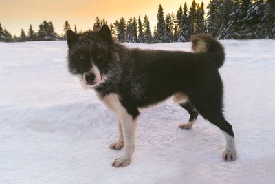 Dog on snow covered land
