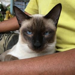 Close-up portrait of cat