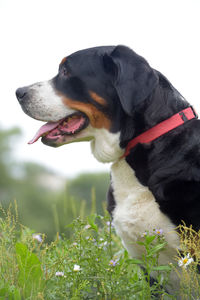 Close-up of a dog looking away