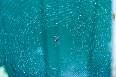 Close-up of spider on web