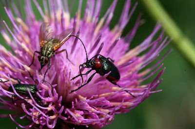 Close-up of insects on thistle