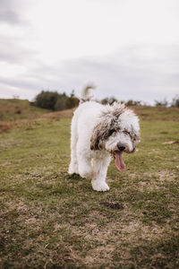 Cute spanish water dog with white fur walking along hill on cloudy day